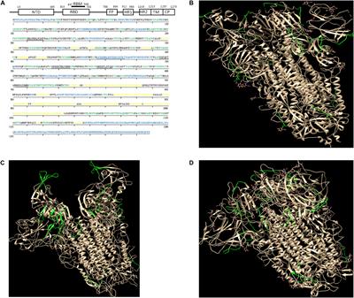 A Strategy Based on Loop Analysis to Develop Peptide Epitopes: Application to SARS-CoV-2 Spike Protein